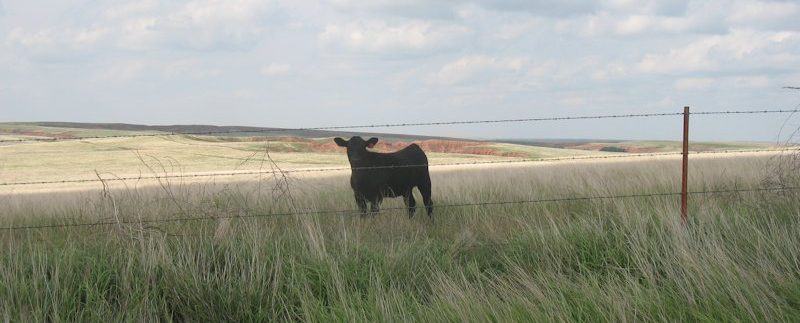 ks362Randall Ranch 020