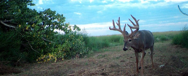 MOULTRIE DIGITAL GAME CAMERA