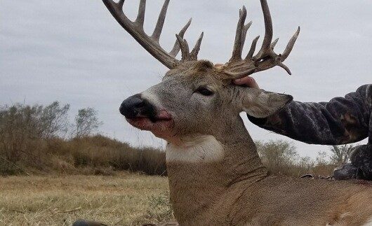 Buck