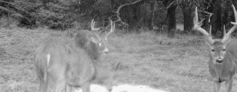 Deer1