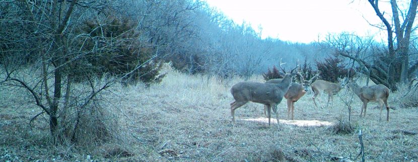 MOULTRIE DIGITAL GAME CAMERA
